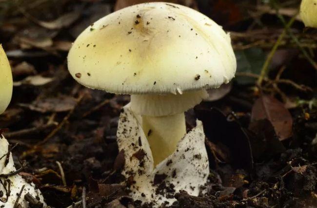 世界三大致命毒蘑菇 都是什么（劇毒蘑菇）