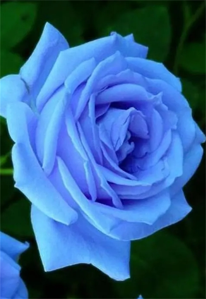 @ФFעσ|