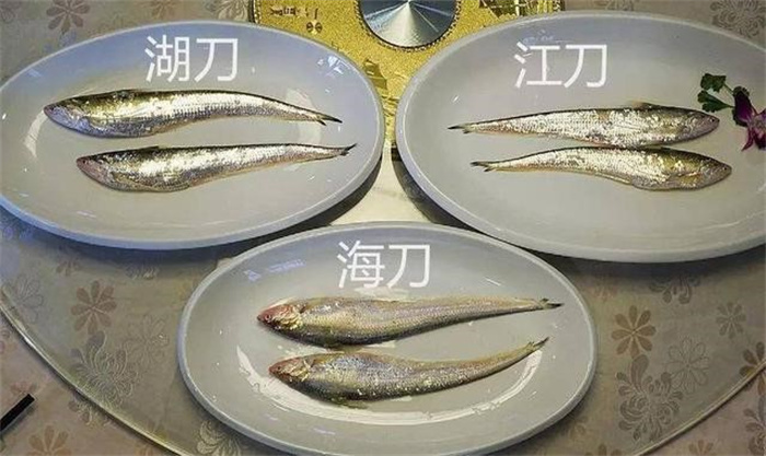 掉下的魚鱗都堪比黃金  為啥個(gè)小刺多的刀魚  能賣到上萬元一斤