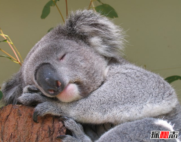 睡眠不好是怎么了?睡眠不好對人體的十大危害