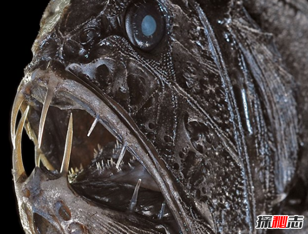 魚(yú)可以發(fā)出哪種聲音?10個(gè)你不知道的魚(yú)類小知識(shí)