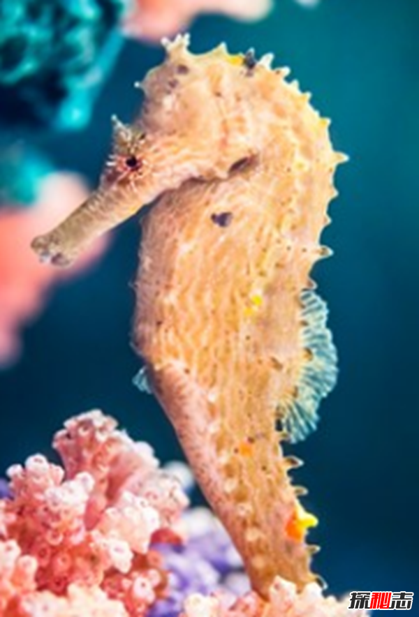 魚(yú)可以發(fā)出哪種聲音?10個(gè)你不知道的魚(yú)類小知識(shí)