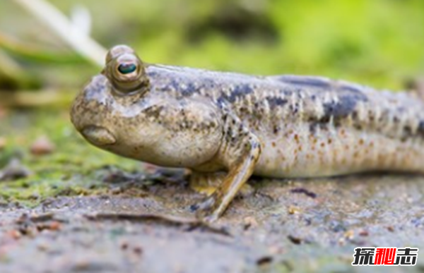 魚(yú)可以發(fā)出哪種聲音?10個(gè)你不知道的魚(yú)類小知識(shí)
