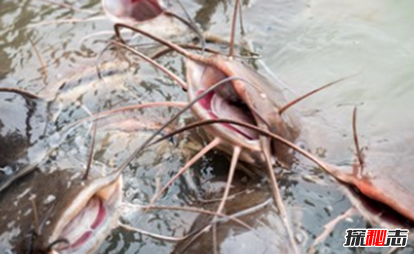 魚(yú)可以發(fā)出哪種聲音?10個(gè)你不知道的魚(yú)類小知識(shí)