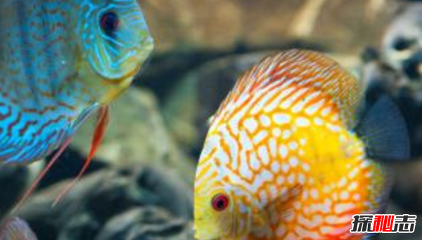 魚(yú)可以發(fā)出哪種聲音?10個(gè)你不知道的魚(yú)類小知識(shí)