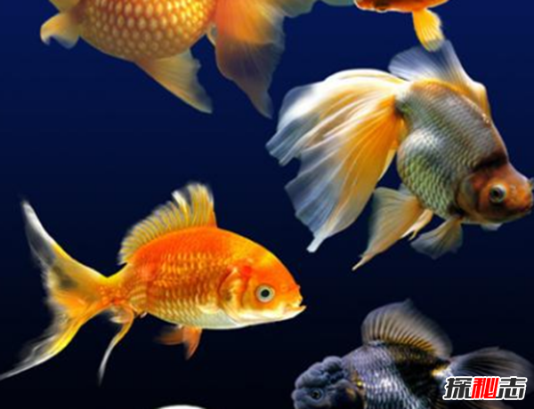 魚(yú)可以發(fā)出哪種聲音?10個(gè)你不知道的魚(yú)類小知識(shí)