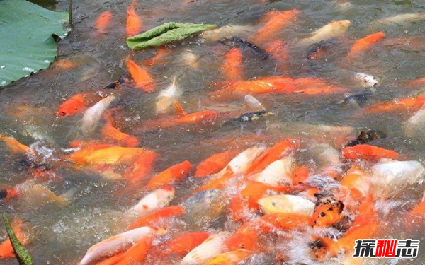 魚(yú)可以發(fā)出哪種聲音?10個(gè)你不知道的魚(yú)類小知識(shí)