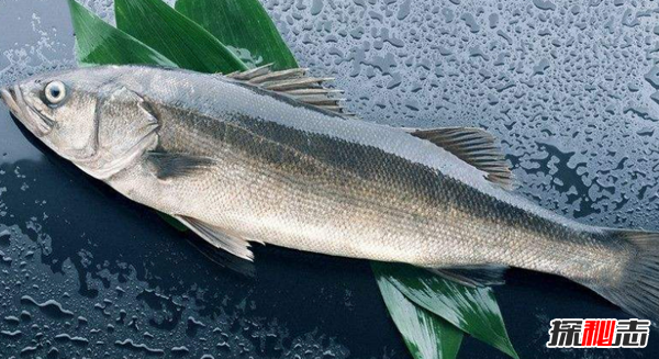 魚(yú)可以發(fā)出哪種聲音?10個(gè)你不知道的魚(yú)類小知識(shí)