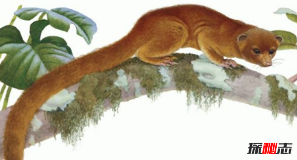 世界上新發(fā)現(xiàn)的10大新物種 第八極似幽靈,第一有414條腿
