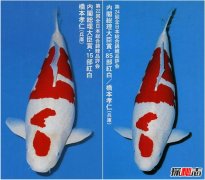史上最貴的錦鯉有哪些？條條價(jià)格都驚人婁蘭價(jià)值2000萬(wàn)
