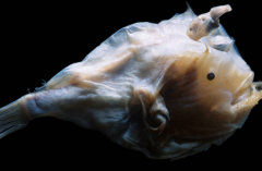 世界上最丑的魚 鮟鱇魚 (長得丑卻好吃)