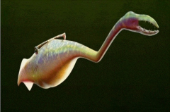 صﻯʯ Ȼ̫δ֪