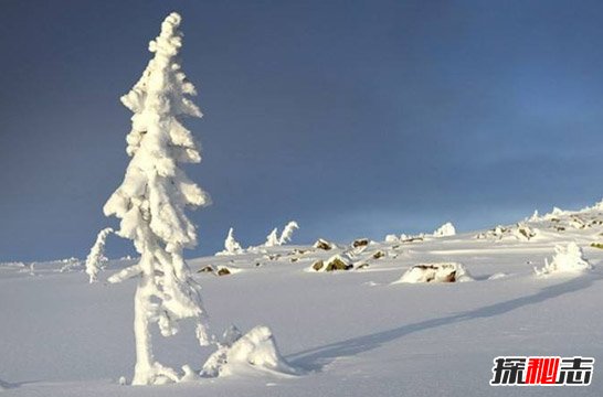 WɼOld Tjikko