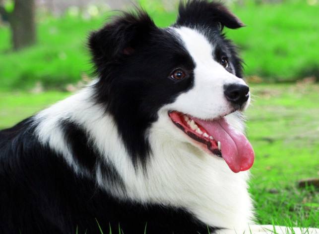 世界十大可愛溫順狗狗：二哈上榜,牧羊犬智商最高