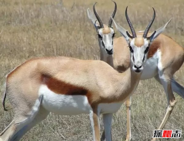 世界上10大最快的陸地動(dòng)物 森林之王僅排名第六