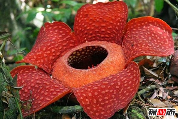 世界十種不同尋常的植物 第九能美容,第四能溶解任何生物