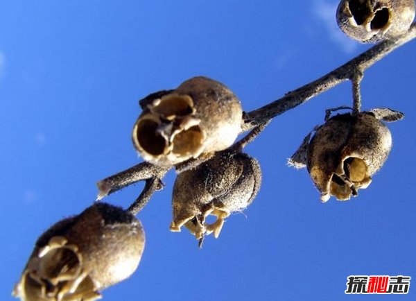 世界十種不同尋常的植物 第九能美容,第四能溶解任何生物