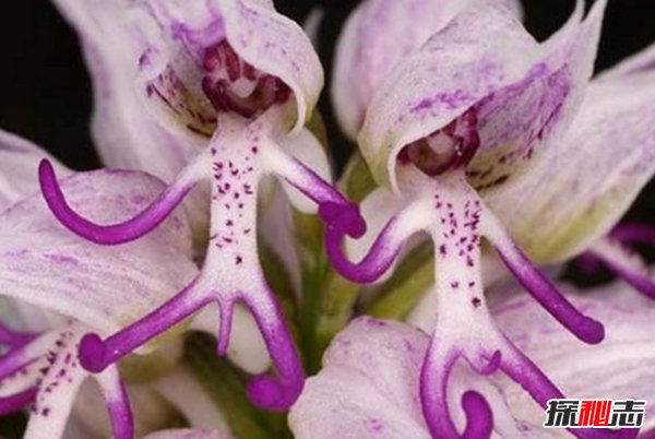 什么花最少見(jiàn)?盤點(diǎn)世界上10大最稀有少見(jiàn)的花
