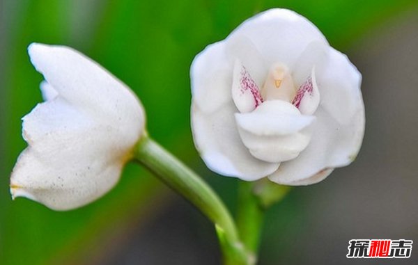 什么花最少見(jiàn)?盤點(diǎn)世界上10大最稀有少見(jiàn)的花