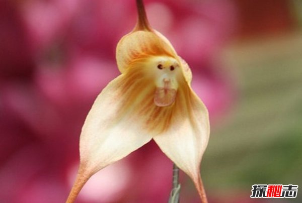 什么花最少見(jiàn)?盤點(diǎn)世界上10大最稀有少見(jiàn)的花