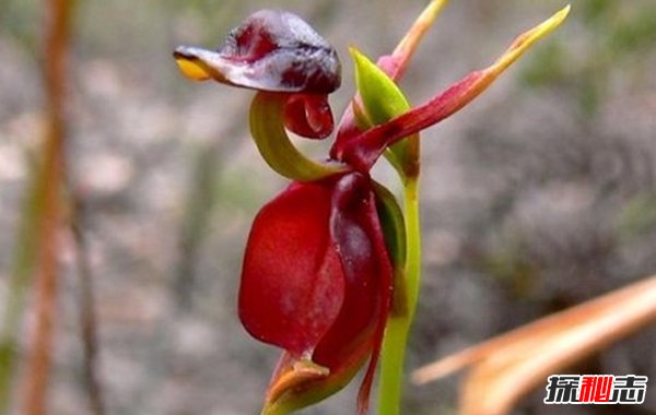 什么花最少見(jiàn)?盤點(diǎn)世界上10大最稀有少見(jiàn)的花