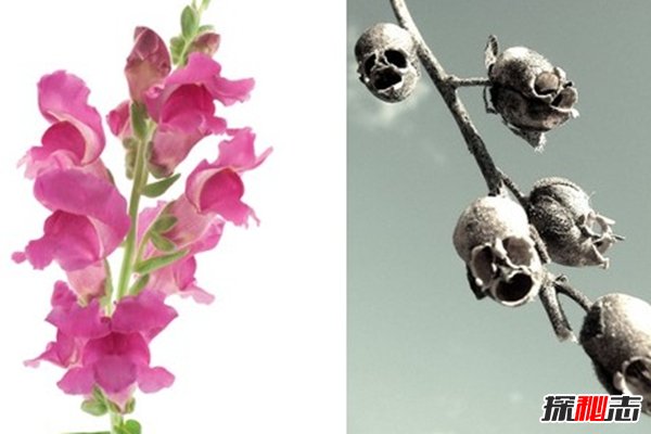 什么花最少見(jiàn)?盤點(diǎn)世界上10大最稀有少見(jiàn)的花