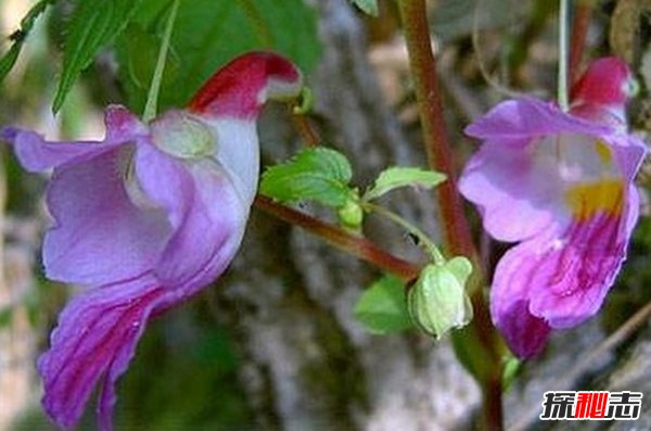 什么花最少見(jiàn)?盤點(diǎn)世界上10大最稀有少見(jiàn)的花