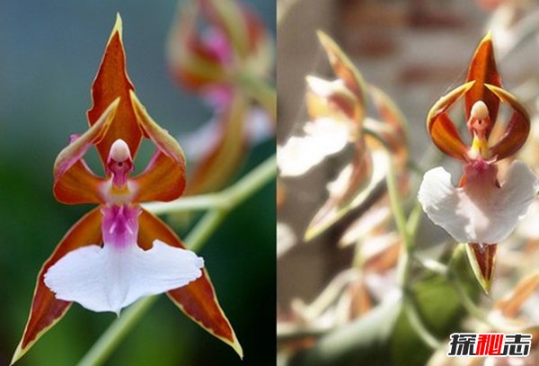 什么花最少見(jiàn)?盤點(diǎn)世界上10大最稀有少見(jiàn)的花