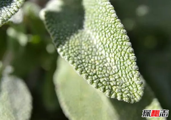 世界最有價值的十大藥用植物 第四、第六皆能預(yù)防癌癥