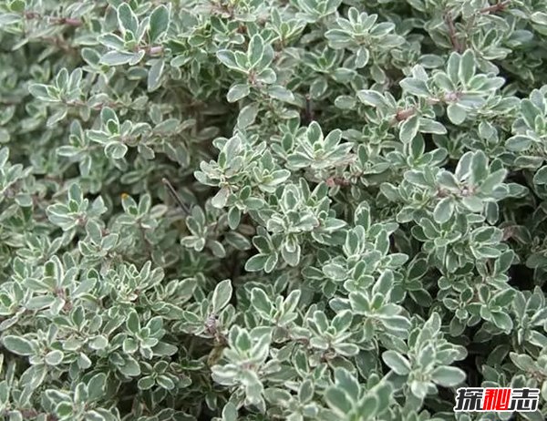 世界最有價值的十大藥用植物 第四、第六皆能預(yù)防癌癥