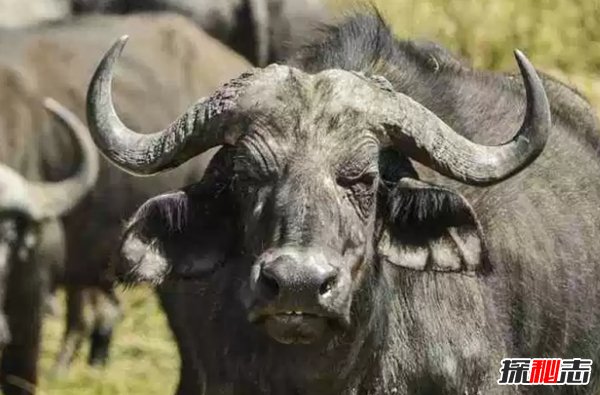 世界上最具有攻擊性的10大動(dòng)物 強(qiáng)大的讓人不敢輕易靠近