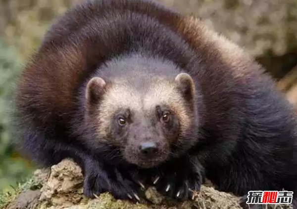 世界上最具有攻擊性的10大動(dòng)物 強(qiáng)大的讓人不敢輕易靠近
