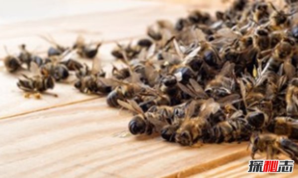 蜜蜂來(lái)家里是福還是禍?揭秘蜜蜂有趣的十大現(xiàn)象