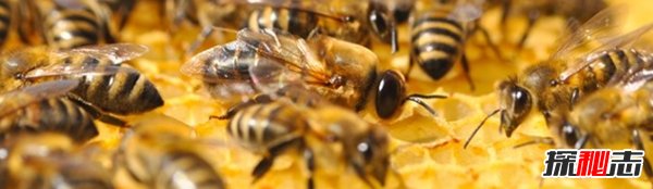 蜜蜂來(lái)家里是福還是禍?揭秘蜜蜂有趣的十大現(xiàn)象