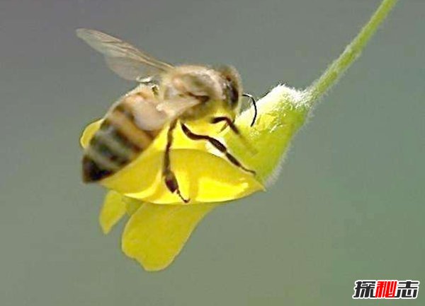 蜜蜂來(lái)家里是福還是禍?揭秘蜜蜂有趣的十大現(xiàn)象