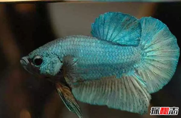 什么魚最漂亮?盤點世界上最好看的10種魚(附圖片)