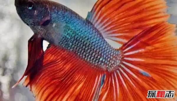 什么魚最漂亮?盤點世界上最好看的10種魚(附圖片)