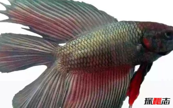 什么魚最漂亮?盤點世界上最好看的10種魚(附圖片)