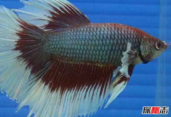 什么魚最漂亮?盤點世界上最好看的10種魚(附圖片)