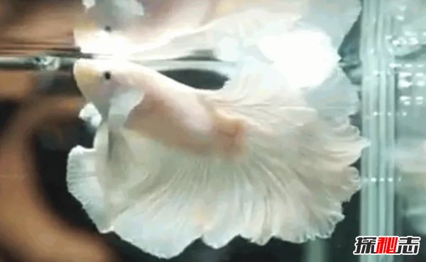 什么魚最漂亮?盤點世界上最好看的10種魚(附圖片)