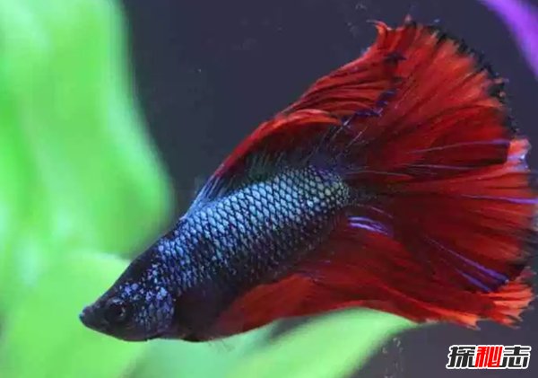什么魚最漂亮?盤點世界上最好看的10種魚(附圖片)