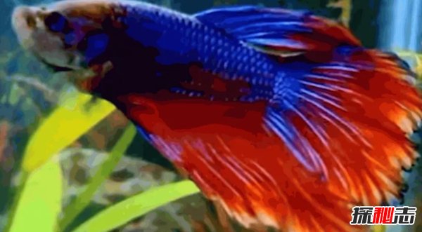什么魚最漂亮?盤點世界上最好看的10種魚(附圖片)