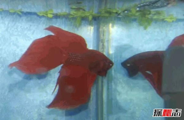 什么魚最漂亮?盤點世界上最好看的10種魚(附圖片)