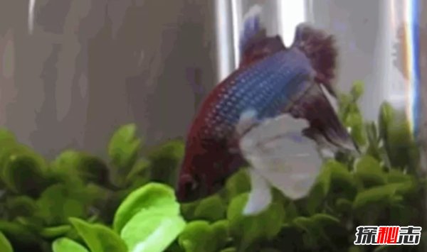 什么魚最漂亮?盤點世界上最好看的10種魚(附圖片)