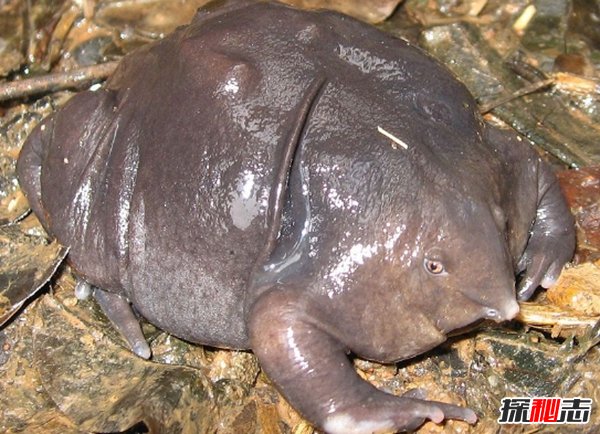 全世界最漂亮的10種青蛙 第八裝死高手,第四美到驚艷