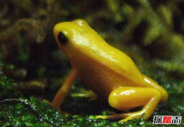 全世界最漂亮的10種青蛙 第八裝死高手,第四美到驚艷