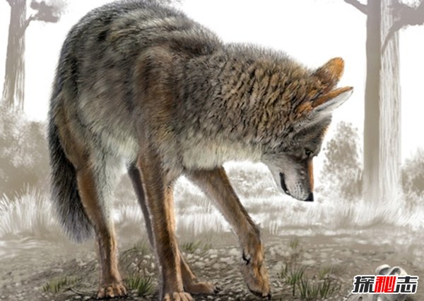 郊狼與狼有什么區(qū)別?關于郊狼的10大科普知識