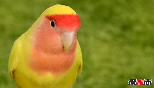 動(dòng)物會(huì)生哪些病?揭秘能致動(dòng)物死亡10大疾病(痛不欲生)