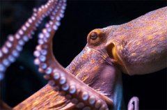外形奇怪的章魚 為啥會那么聰明（章魚智商）