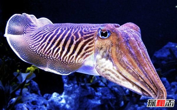 為什么說烏賊是四維生物?烏賊看得比人類更清晰(特殊眼球)